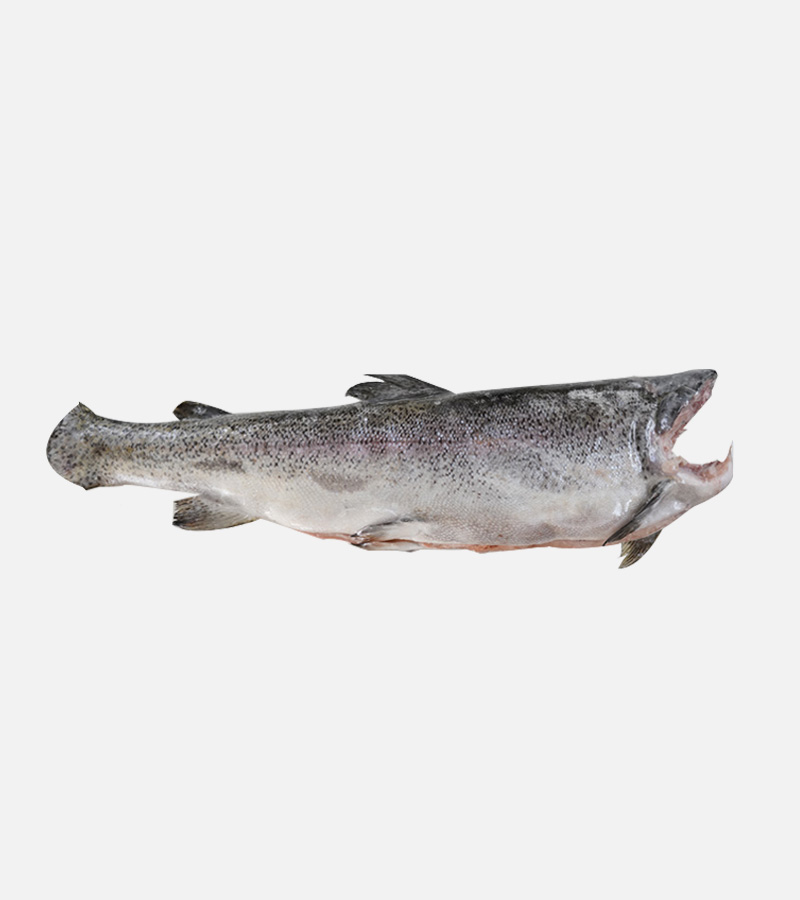 ماهی-قزل-الا-شکم-خالی-بدون-سر-و-دم